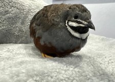 Button quail rarest for sale  Hollywood