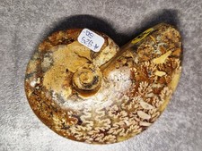 Ammonit cleoniceras versteiner gebraucht kaufen  Weinböhla