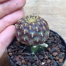 Sulcorebutia rauschii golden usato  Trevi