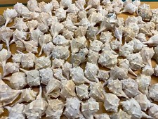 100 stück muscheln gebraucht kaufen  Hummeltal
