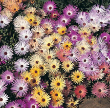 Daisy ice plant for sale  Sevierville