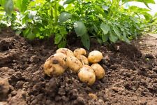 Charlotte certified seed for sale  ALFRETON