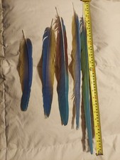 Macaw tail wing for sale  Tampa