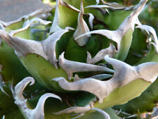 Agave titanota clone usato  Napoli