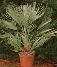 Palmier chamaerops humilis d'occasion  Villemandeur