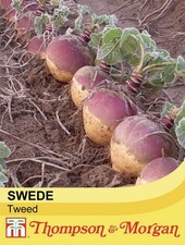 Thompson morgan swede for sale  DISS
