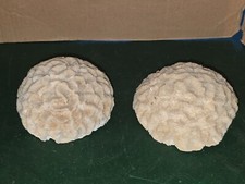 Tete corail cerveau d'occasion  Ciry-le-Noble