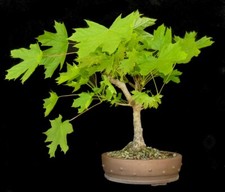 Bonsai acer platanoides gebraucht kaufen  Karlsruhe