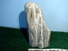 Large polished petrified for sale  Saint Petersburg