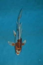 9.5 butterfly kikokuryu for sale  Estill