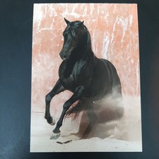 pferd vollblut gebraucht kaufen  Beeskow