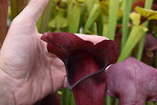 pitcher plant for sale  ORMSKIRK