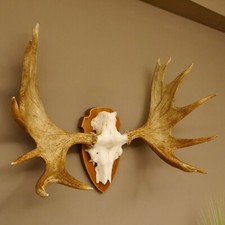 Elch geweih schädeltrophäe gebraucht kaufen  Nagel