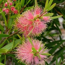 Callistemon pink champagne for sale  UCKFIELD