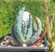 Aloe reitzii rare for sale  DARLINGTON