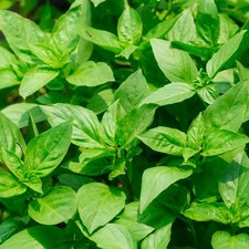 Multisown holy basil for sale  HUDDERSFIELD
