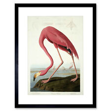 Audubon american flamingo for sale  EDINBURGH