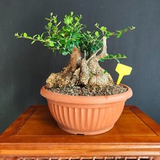 Pre bonsai shoin usato  San Pancrazio Salentino