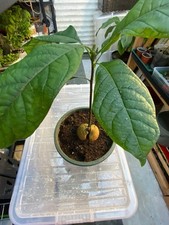 Jumbo african avocado for sale  EDGWARE
