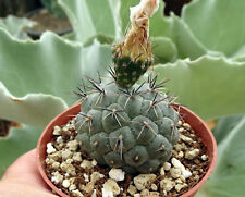 Tephrocactus geometricus cactu d'occasion  Servian