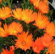 Lampranthus plug plants for sale  LONDON