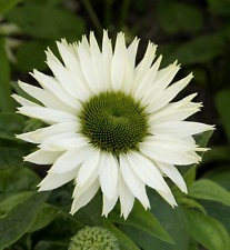 White echinacea plant for sale  LONDON