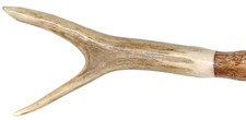 Real deer antler for sale  Wichita