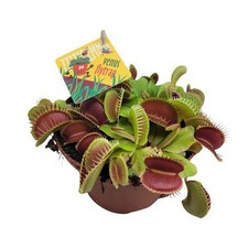 Venusfliegenfalle dionaea musc gebraucht kaufen  Düsseldorf
