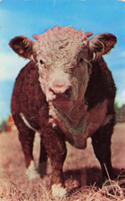 Postcard oklahoma purebred for sale  Oakville