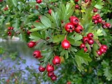 Hawthorn tree 40cm for sale  INVERURIE