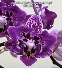 Phal. chia yenlin for sale  Ambler