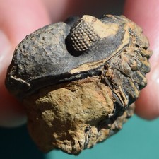 Trilobite with great d'occasion  Expédié en Belgium