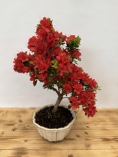Bonsai azalee 5128 gebraucht kaufen  Böhl-Iggelheim