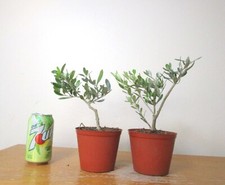 Dwarf european olive for sale  Garden Grove