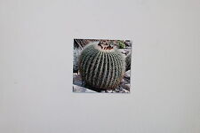 Samen echinocactus grusonii gebraucht kaufen  Werl