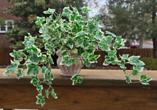 Artificial ivy plant for sale  Highland Park