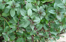 Menta cioccolato semi usato  Spedire a Italy
