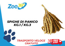 Spighe panico kg.1 usato  Reggio Emilia