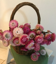 Strohblume trockenblume rosa gebraucht kaufen  Grebenstein