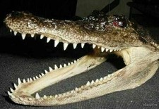 alligator skulls for sale  Weirsdale