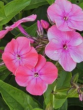 Phlox panticulata strongly for sale Phlox panticulata strongly for sale  WINKLEIGH
