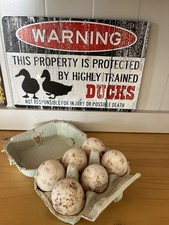 Lovely duck eggs for sale  HAVERFORDWEST