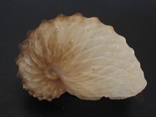 Deep h2o beauty...argonauta for sale  Lakeland