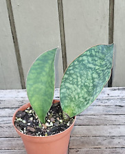 Sansevieria masoniana whale for sale  Homestead