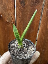 Snake plant dracena for sale  San Diego