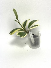Hoya kerrii variegata usato  Massa di Somma