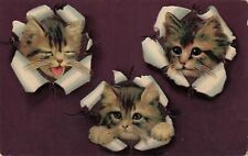 Tiger cat kitten for sale  Palm Bay