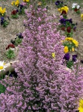 Erica canaliculata hairy for sale  Claxton