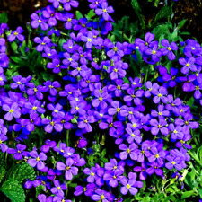 Blaukissen blau steingarten gebraucht kaufen  Oschersleben (Bode)