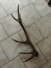 Bois mue cerf d'occasion  France